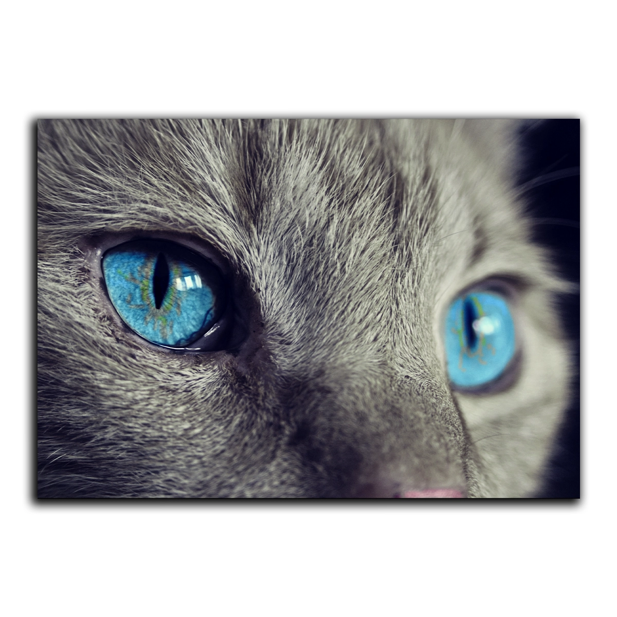 Tablou decorativ Pisica cu ochii de smarald Allset Printing Oradea